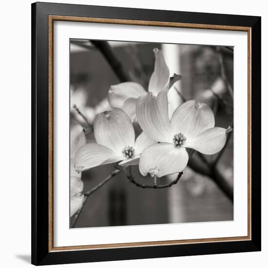 Dogwood Blossoms II BW Sq-Erin Berzel-Framed Photographic Print