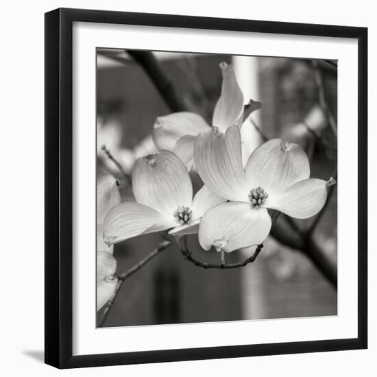 Dogwood Blossoms II BW Sq-Erin Berzel-Framed Photographic Print