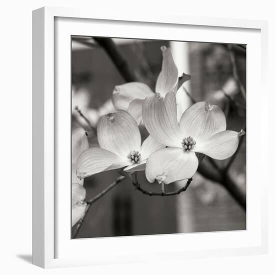 Dogwood Blossoms II BW Sq-Erin Berzel-Framed Photographic Print