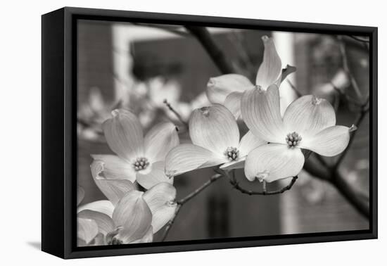 Dogwood Blossoms II BW-Erin Berzel-Framed Premier Image Canvas