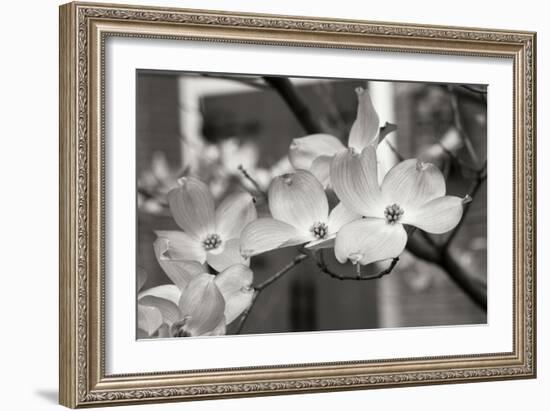 Dogwood Blossoms II BW-Erin Berzel-Framed Photographic Print