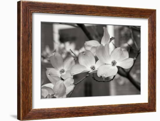 Dogwood Blossoms II BW-Erin Berzel-Framed Photographic Print