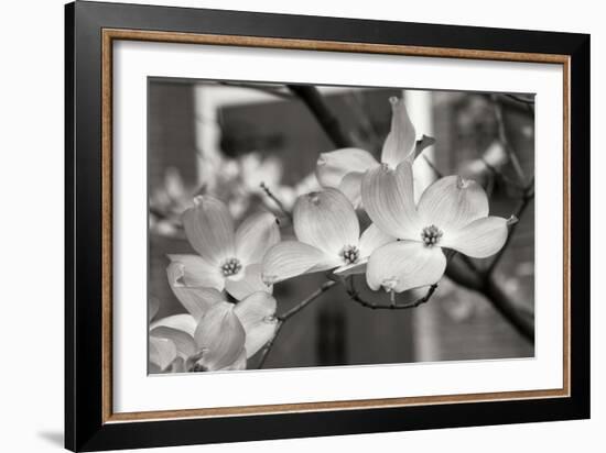 Dogwood Blossoms II BW-Erin Berzel-Framed Photographic Print