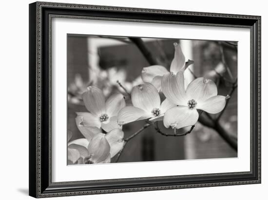 Dogwood Blossoms II BW-Erin Berzel-Framed Photographic Print