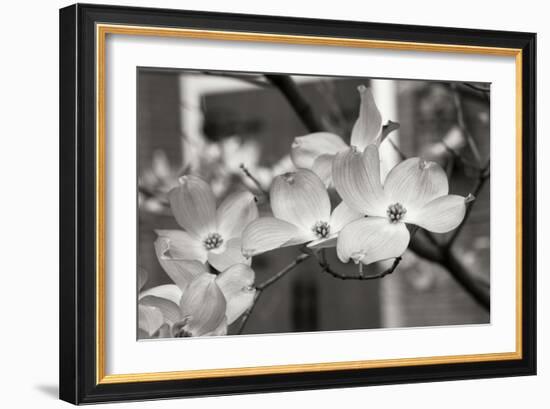 Dogwood Blossoms II BW-Erin Berzel-Framed Photographic Print