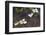 Dogwood Blossoms, Yosemite National Park, California, Usa-Rainer Mirau-Framed Photographic Print