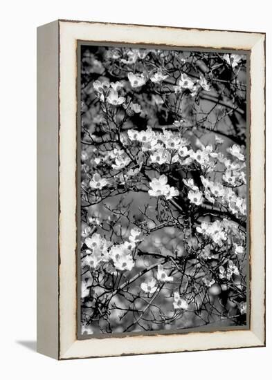 Dogwood Branch 2-Jeff Pica-Framed Premier Image Canvas