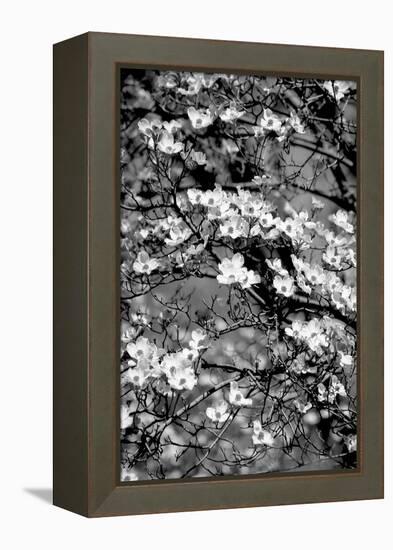 Dogwood Branch 2-Jeff Pica-Framed Premier Image Canvas