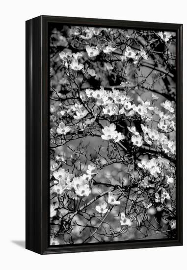 Dogwood Branch 2-Jeff Pica-Framed Premier Image Canvas