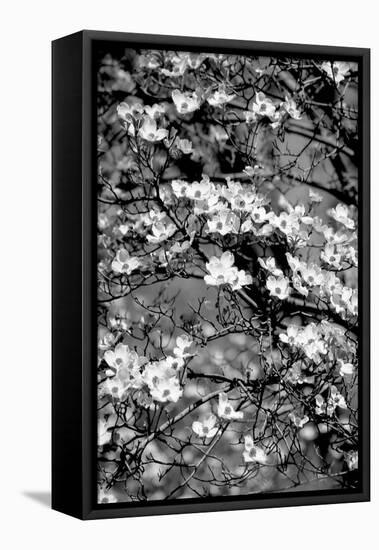 Dogwood Branch 2-Jeff Pica-Framed Premier Image Canvas