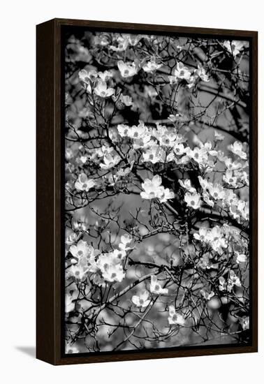 Dogwood Branch 2-Jeff Pica-Framed Premier Image Canvas