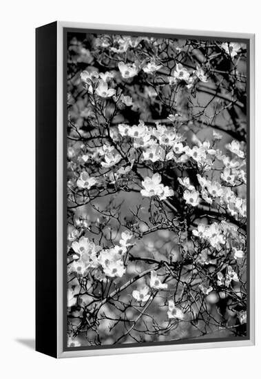 Dogwood Branch 2-Jeff Pica-Framed Premier Image Canvas