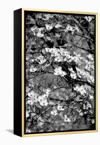 Dogwood Branch 2-Jeff Pica-Framed Premier Image Canvas