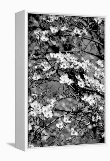 Dogwood Branch 2-Jeff Pica-Framed Premier Image Canvas