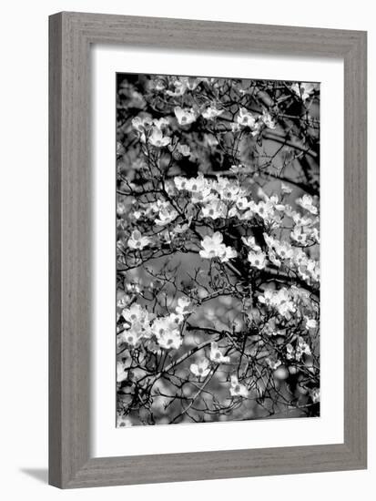 Dogwood Branch 2-Jeff Pica-Framed Photographic Print