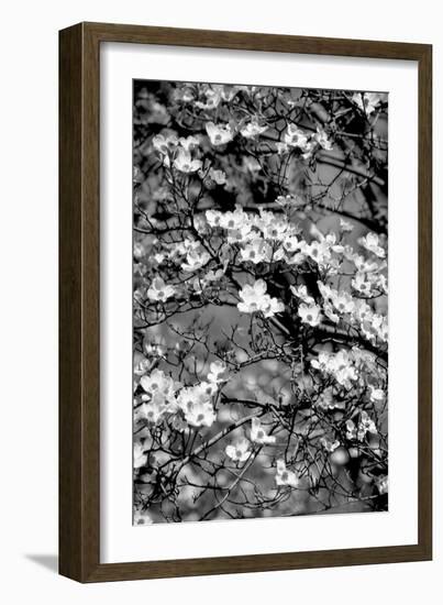 Dogwood Branch 2-Jeff Pica-Framed Photographic Print