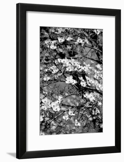 Dogwood Branch 2-Jeff Pica-Framed Photographic Print