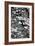 Dogwood Branch 2-Jeff Pica-Framed Photographic Print