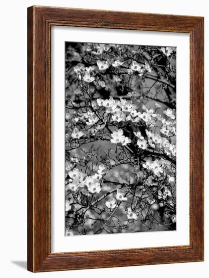 Dogwood Branch 2-Jeff Pica-Framed Photographic Print