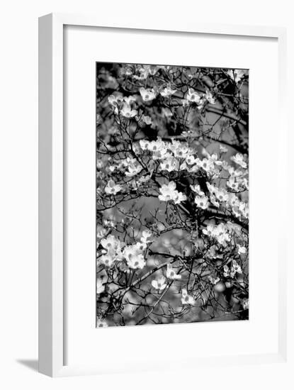 Dogwood Branch 2-Jeff Pica-Framed Photographic Print