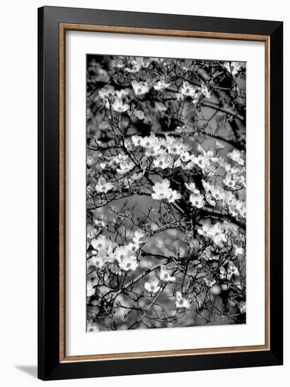 Dogwood Branch 2-Jeff Pica-Framed Photographic Print