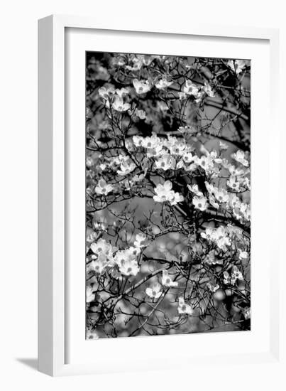 Dogwood Branch 2-Jeff Pica-Framed Photographic Print
