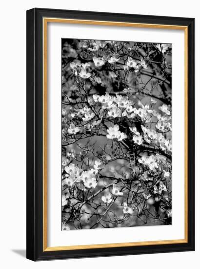 Dogwood Branch 2-Jeff Pica-Framed Photographic Print