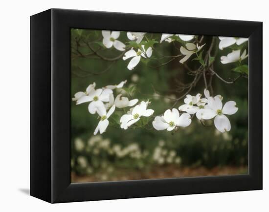 Dogwood Branch with Blooms-Anna Miller-Framed Premier Image Canvas