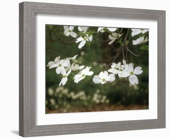 Dogwood Branch with Blooms-Anna Miller-Framed Photographic Print