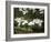 Dogwood Branch with Blooms-Anna Miller-Framed Photographic Print