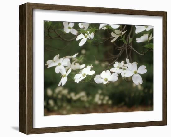 Dogwood Branch with Blooms-Anna Miller-Framed Photographic Print