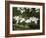 Dogwood Branch with Blooms-Anna Miller-Framed Photographic Print