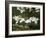 Dogwood Branch with Blooms-Anna Miller-Framed Photographic Print