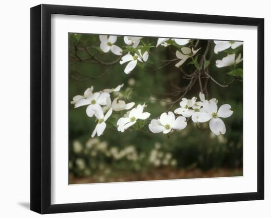 Dogwood Branch with Blooms-Anna Miller-Framed Photographic Print