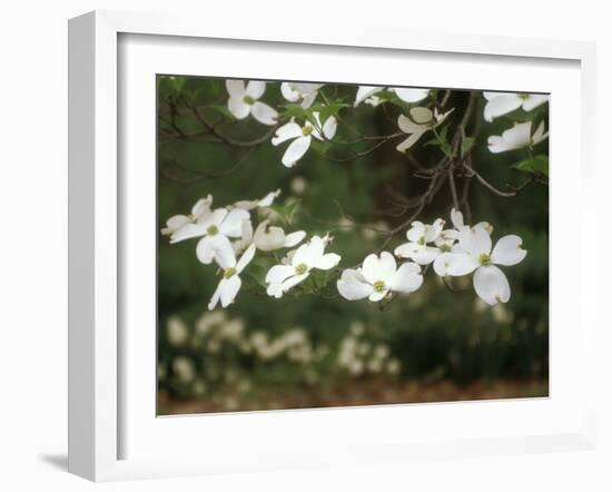 Dogwood Branch with Blooms-Anna Miller-Framed Photographic Print