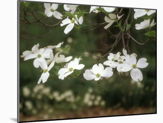 Dogwood Branch with Blooms-Anna Miller-Mounted Photographic Print