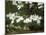 Dogwood Branch with Blooms-Anna Miller-Mounted Photographic Print