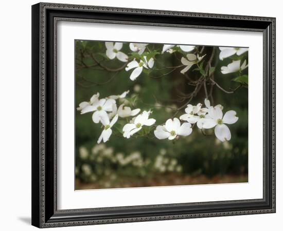 Dogwood Branch with Blooms-Anna Miller-Framed Photographic Print