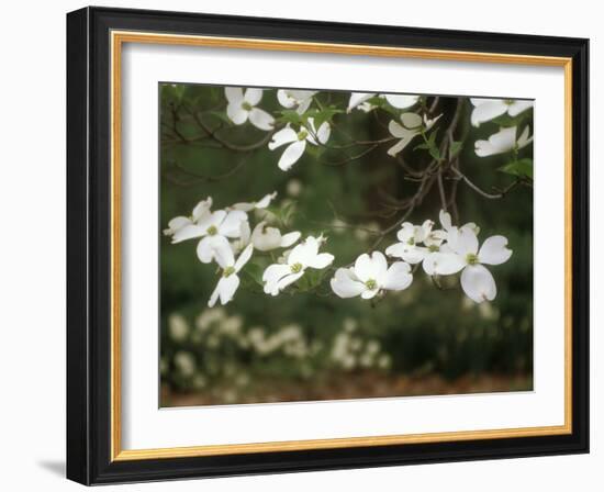 Dogwood Branch with Blooms-Anna Miller-Framed Photographic Print