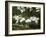 Dogwood Branch with Blooms-Anna Miller-Framed Photographic Print