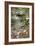 Dogwood Bridge-Vincent James-Framed Photographic Print