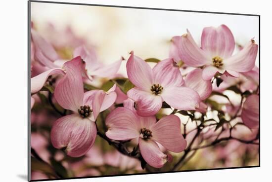 Dogwood Delight-Jessica Jenney-Mounted Giclee Print