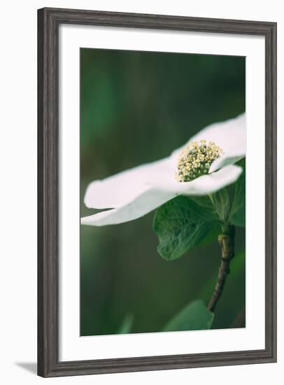 Dogwood Detail in Spring, Yosemite National Park-Vincent James-Framed Photographic Print