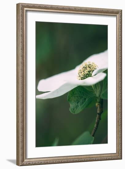 Dogwood Detail in Spring, Yosemite National Park-Vincent James-Framed Photographic Print