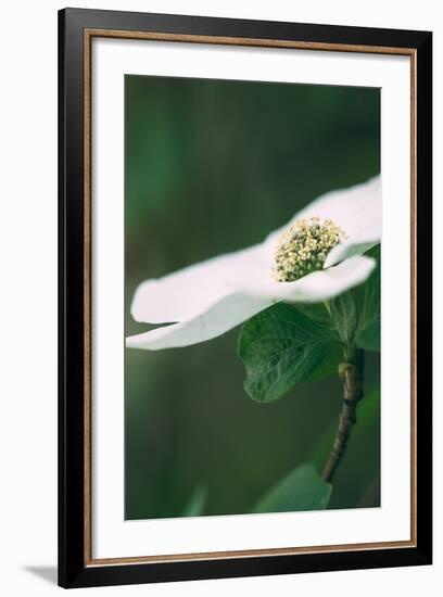 Dogwood Detail in Spring, Yosemite National Park-Vincent James-Framed Photographic Print