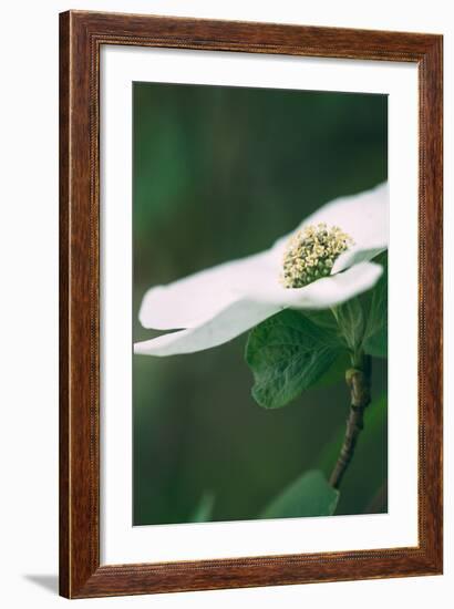 Dogwood Detail in Spring, Yosemite National Park-Vincent James-Framed Photographic Print