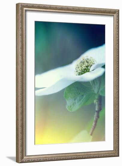 Dogwood Dream-Vincent James-Framed Photographic Print