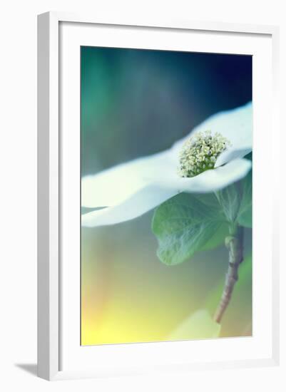 Dogwood Dream-Vincent James-Framed Photographic Print