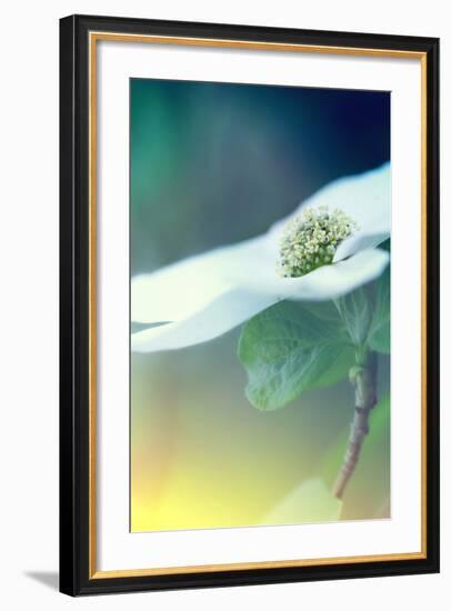 Dogwood Dream-Vincent James-Framed Photographic Print