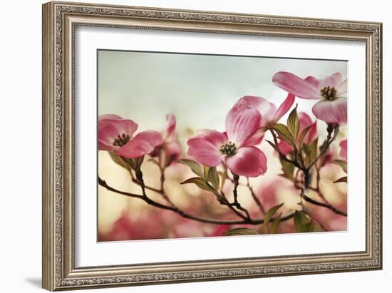 Dogwood Dreams-Jessica Jenney-Framed Giclee Print